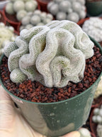 Crested Mammillaria Perbella #569 | Rare Seed Grown Cactus | Live Collector Plant