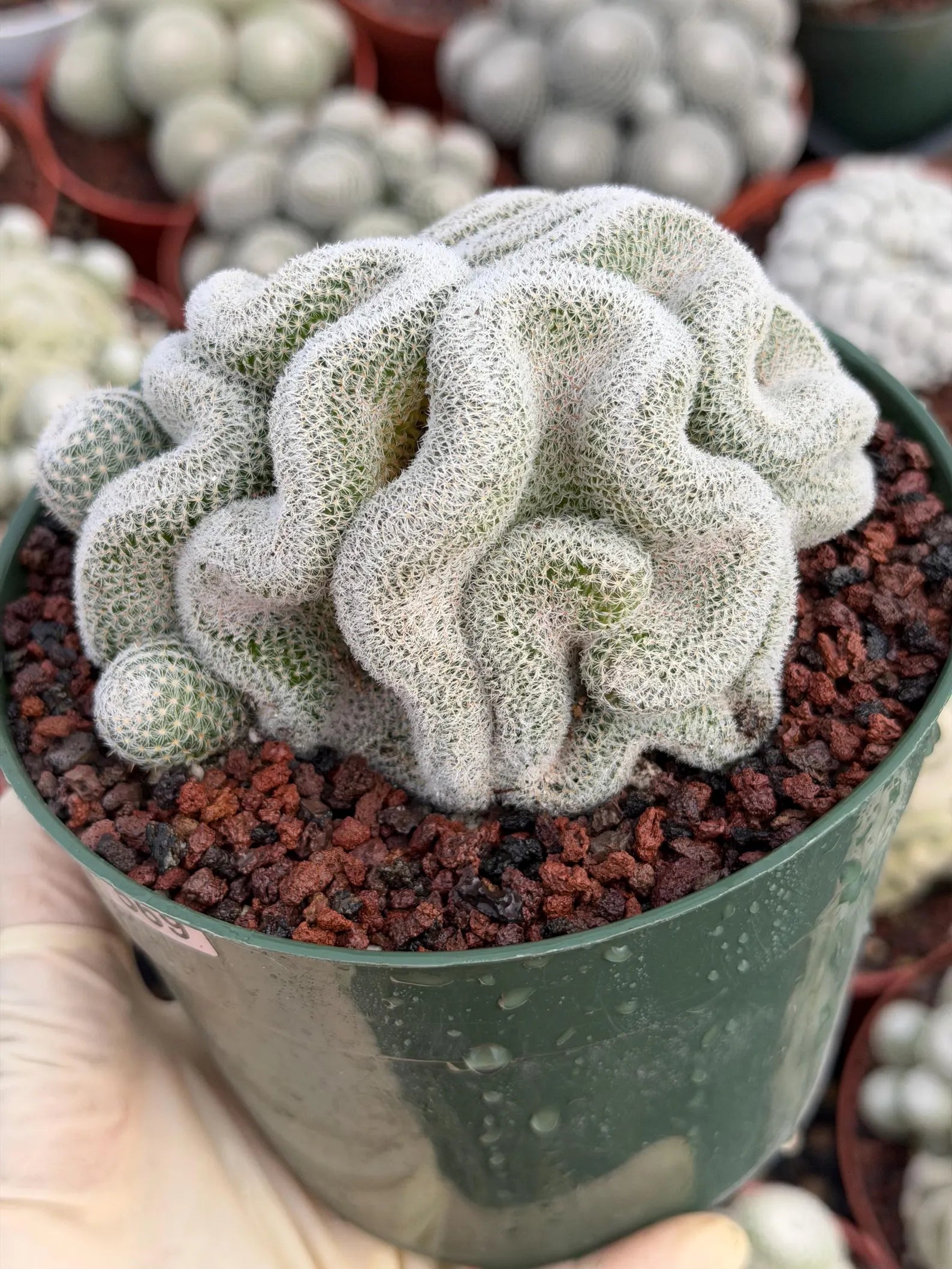 Crested Mammillaria Perbella #569 | Rare Seed Grown Cactus | Live Collector Plant