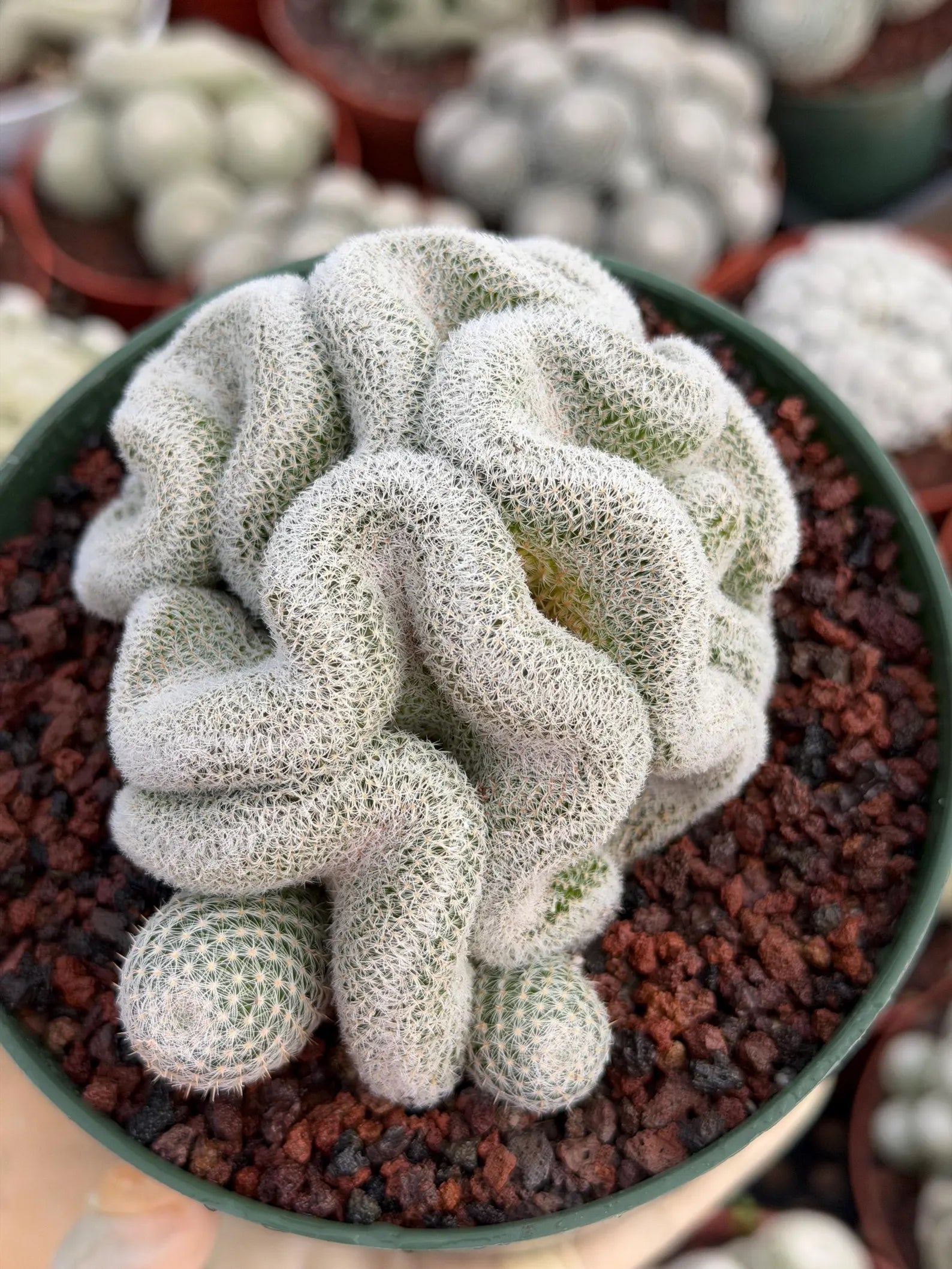 Crested Mammillaria Perbella #569 | Rare Seed Grown Cactus | Live Collector Plant