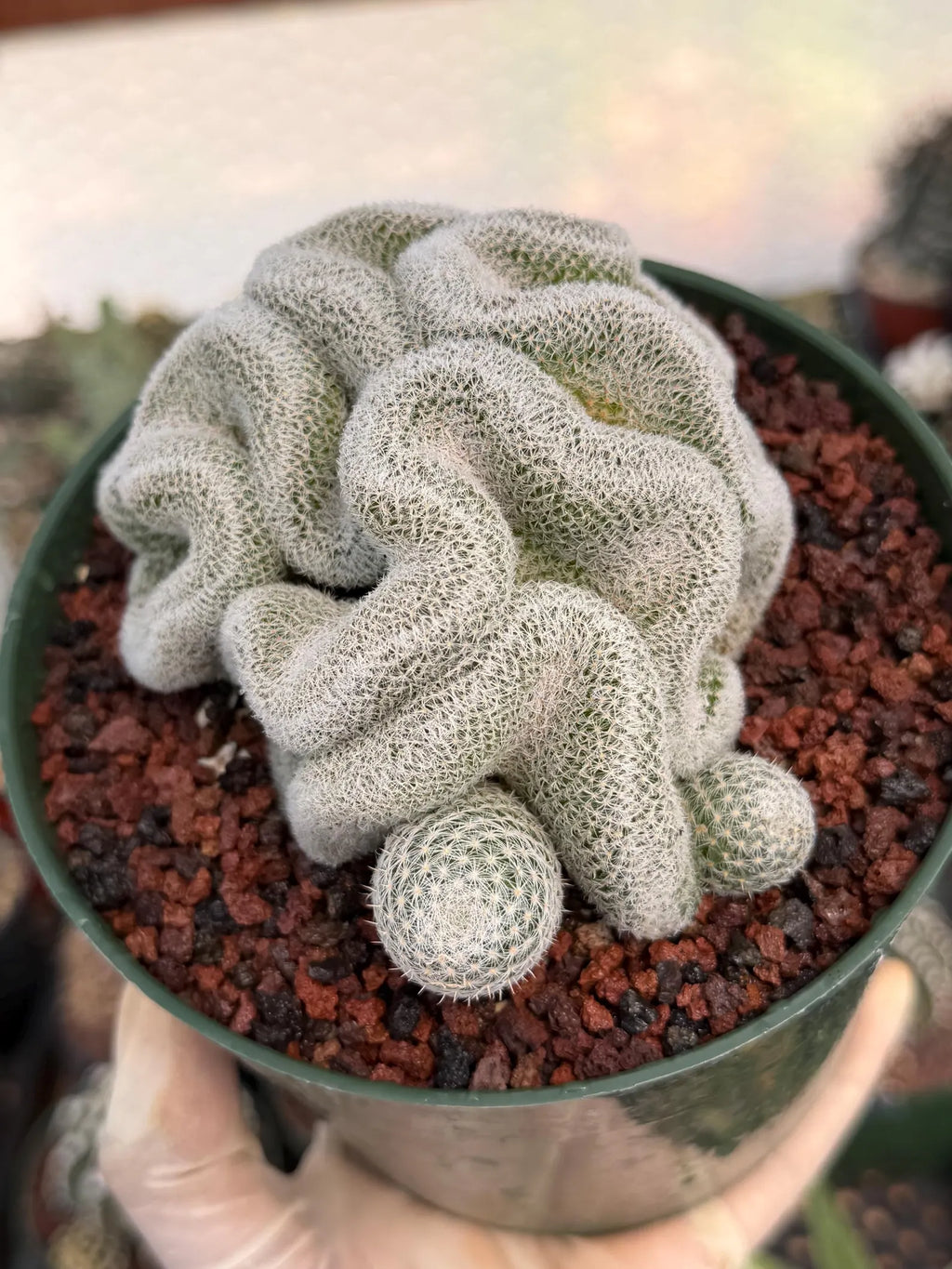 Crested Mammillaria Perbella #569 | Rare Seed Grown Cactus | Live Collector Plant