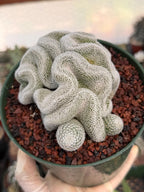 Crested Mammillaria Perbella #569 | Rare Seed Grown Cactus | Live Collector Plant