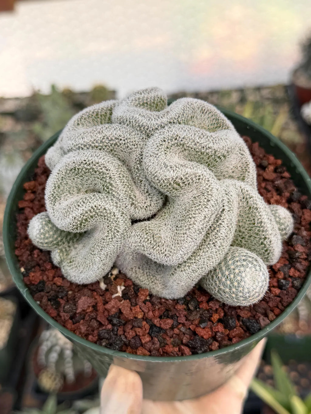Crested Mammillaria Perbella #569 | Rare Seed Grown Cactus | Live Collector Plant