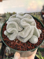 Crested Mammillaria Perbella #569 | Rare Seed Grown Cactus | Live Collector Plant