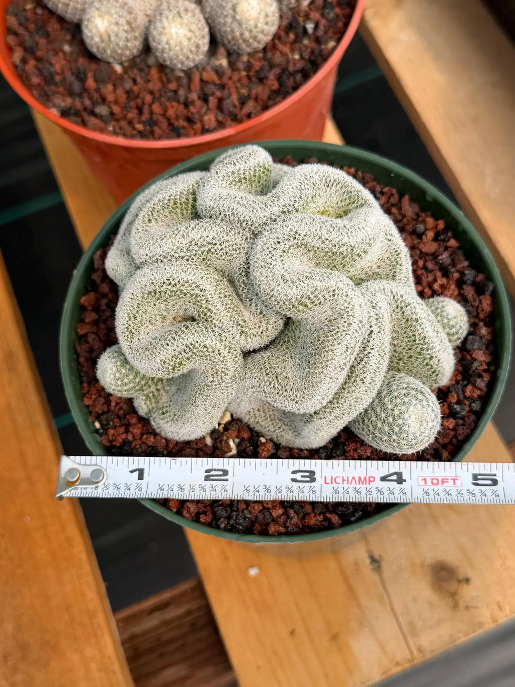 Crested Mammillaria Perbella #569 | Rare Seed Grown Cactus | Live Collector Plant