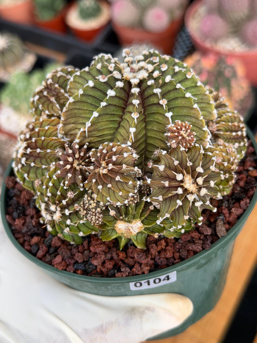 Gymnocalycium LB Cluster Rare Seed Grown Live Cactus – Similar Collector Plant #104