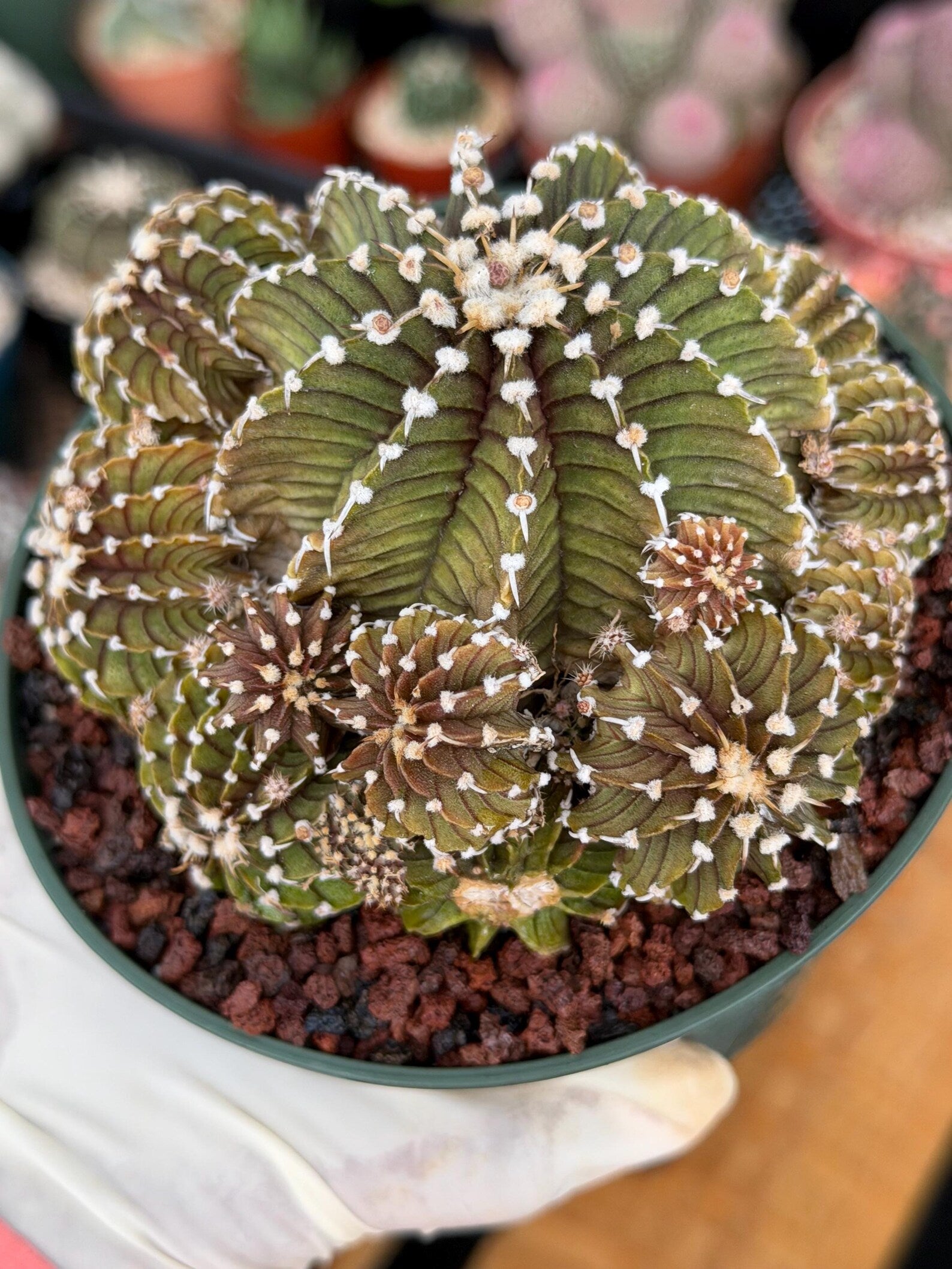 Gymnocalycium LB Cluster Rare Seed Grown Live Cactus – Similar Collector Plant #104
