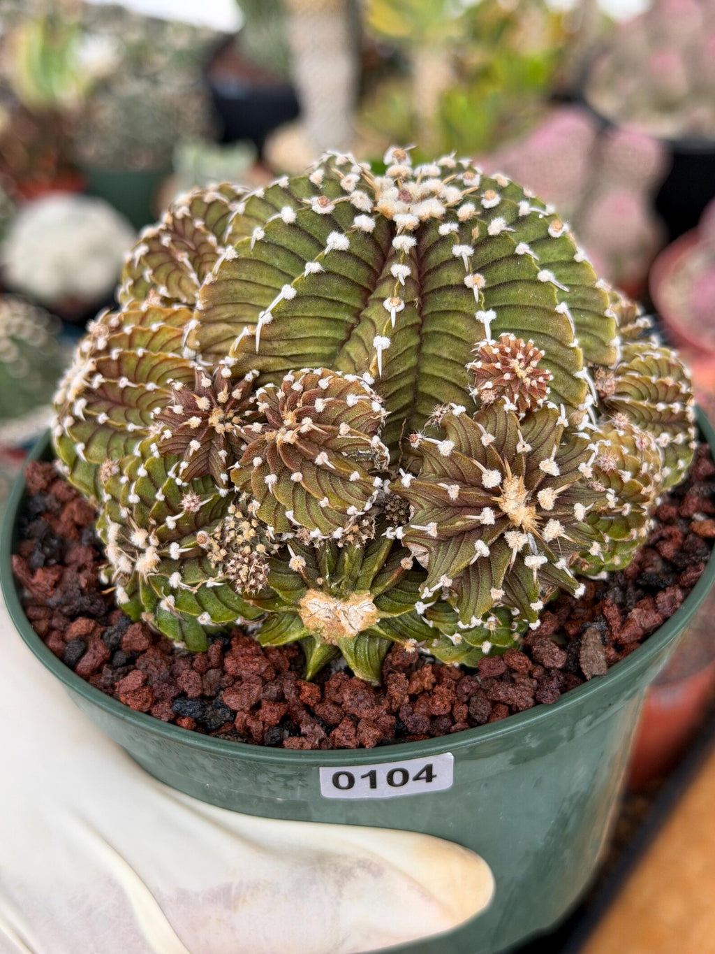 Gymnocalycium LB Cluster Rare Seed Grown Live Cactus – Similar Collector Plant #104