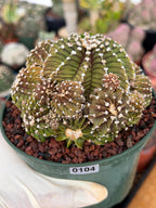 Gymnocalycium LB Cluster Rare Seed Grown Live Cactus – Similar Collector Plant #104