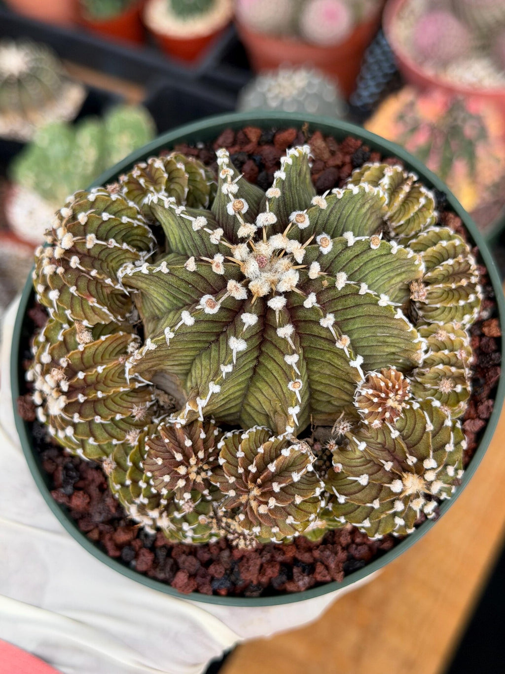 Gymnocalycium LB Cluster Rare Seed Grown Live Cactus – Similar Collector Plant #104