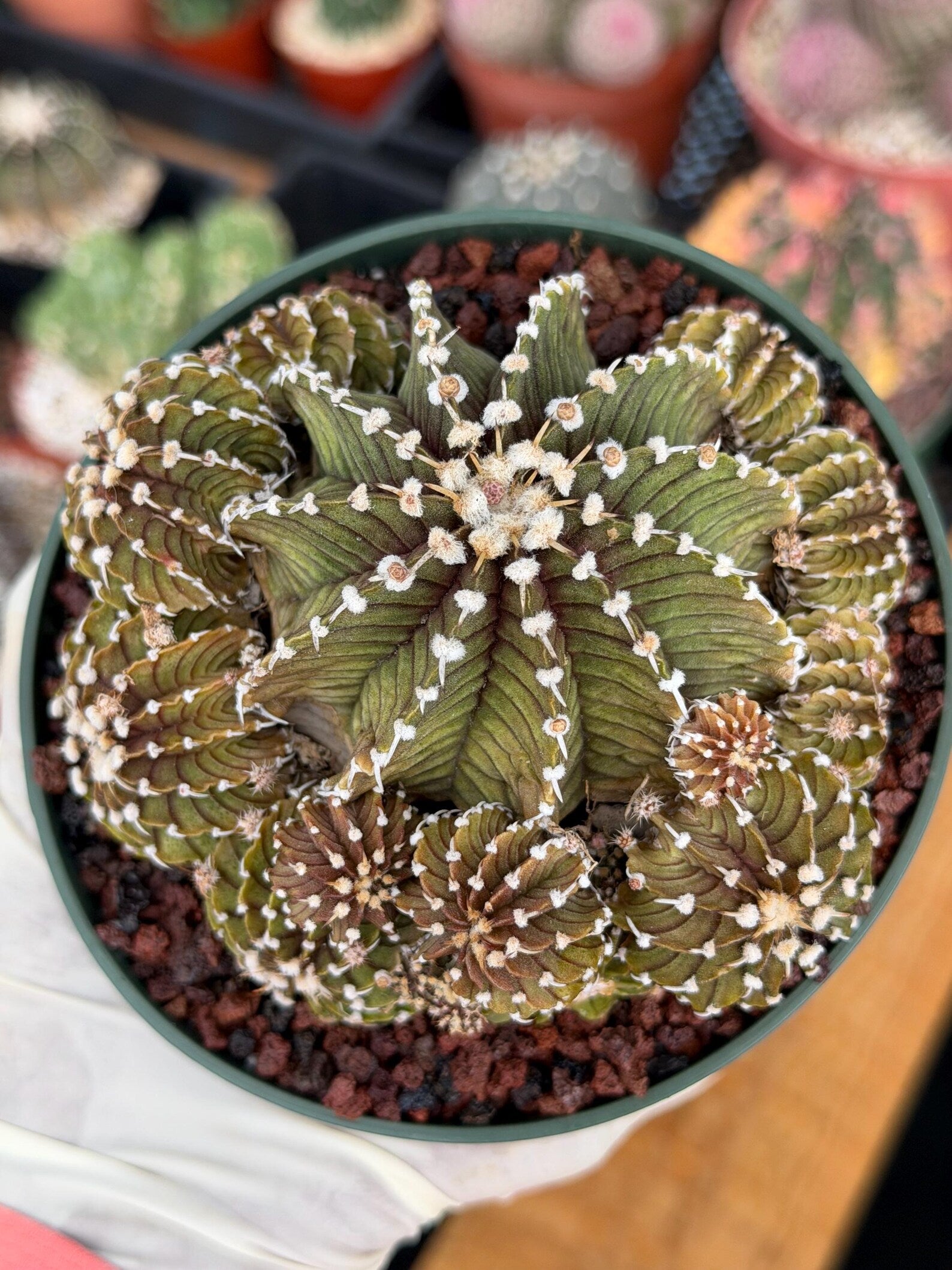 Gymnocalycium LB Cluster Rare Seed Grown Live Cactus – Similar Collector Plant #104