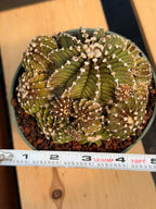 Gymnocalycium LB Cluster Rare Seed Grown Live Cactus – Similar Collector Plant #104