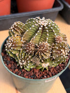 Gymnocalycium LB Cluster Rare Seed Grown Live Cactus – Similar Collector Plant #104