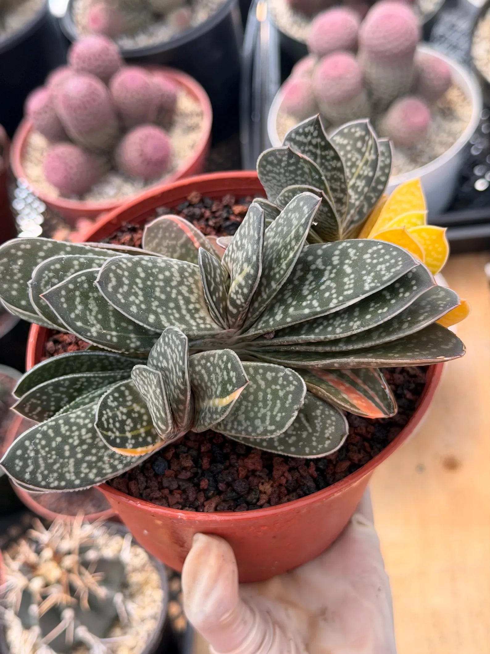 Variegated Gasteria Cluster #153 | Rare Live Succulent
