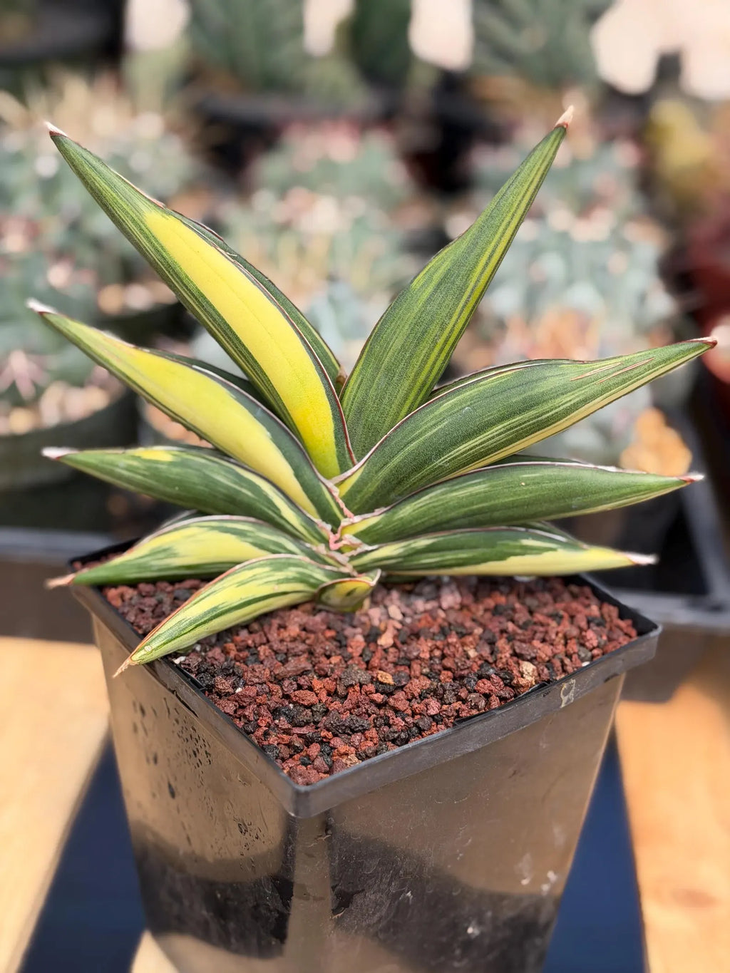 Variegated Sansevieria Sawaddee | Rare Easy-Care Live Houseplant