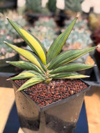 Variegated Sansevieria Sawaddee | Rare Easy-Care Live Houseplant