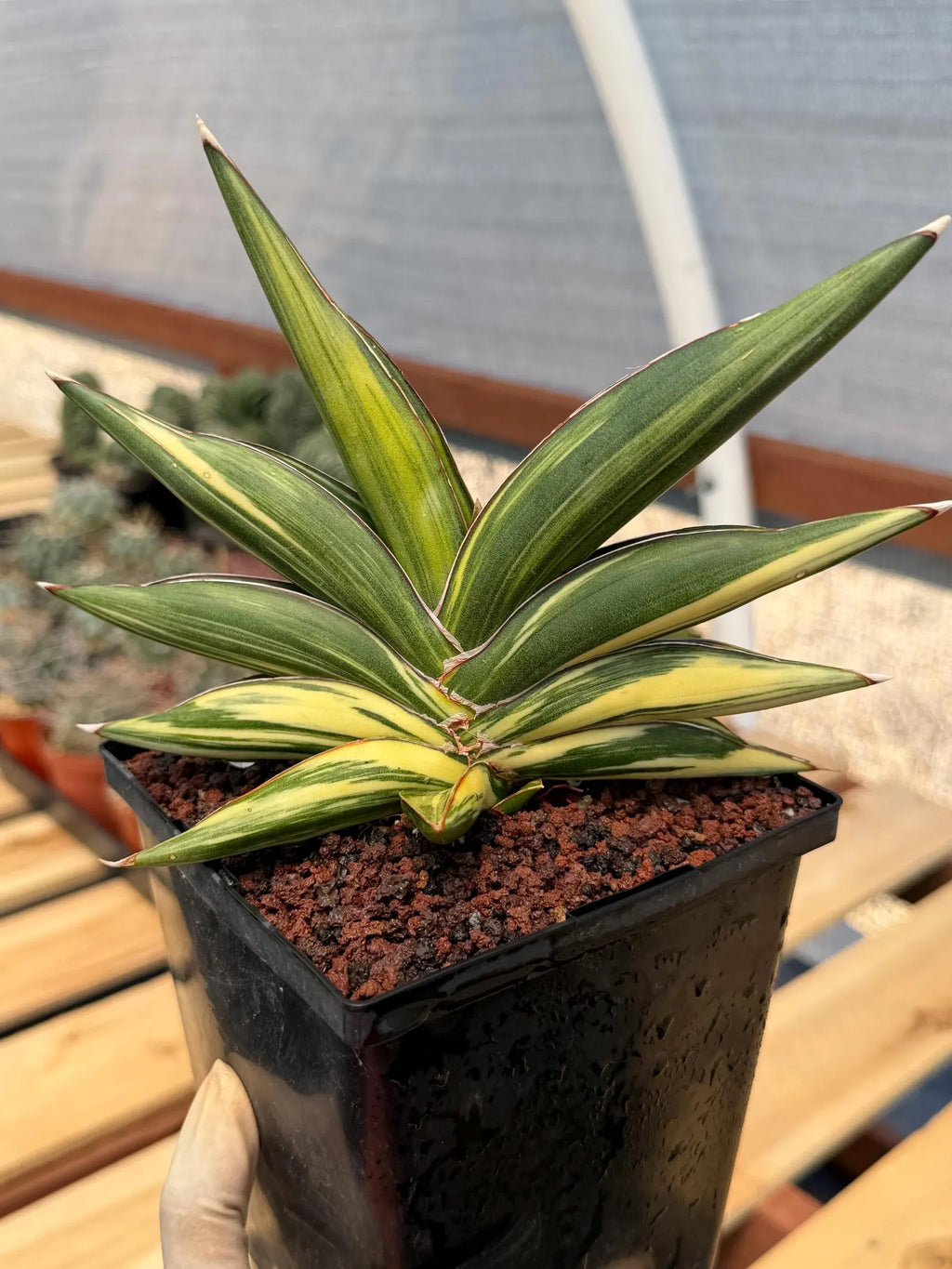 Variegated Sansevieria Sawaddee | Rare Easy-Care Live Houseplant