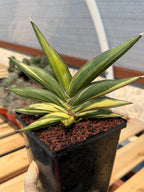 Variegated Sansevieria Sawaddee | Rare Easy-Care Live Houseplant