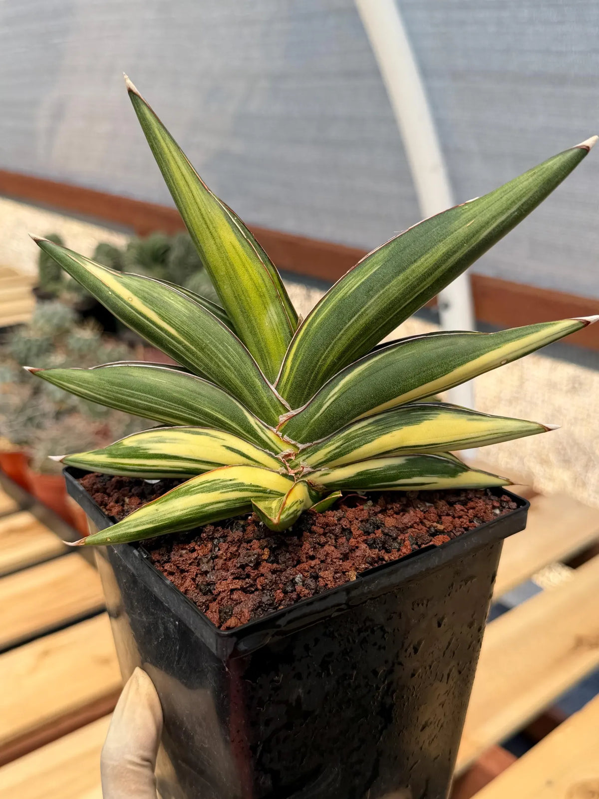 Variegated Sansevieria Sawaddee | Rare Easy-Care Live Houseplant