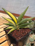 Variegated Sansevieria Sawaddee | Rare Easy-Care Live Houseplant