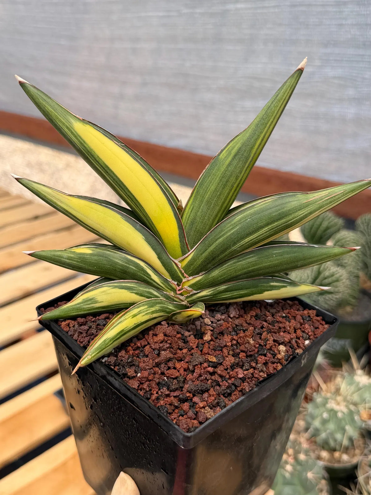 Variegated Sansevieria Sawaddee | Rare Easy-Care Live Houseplant