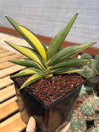 Variegated Sansevieria Sawaddee | Rare Easy-Care Live Houseplant
