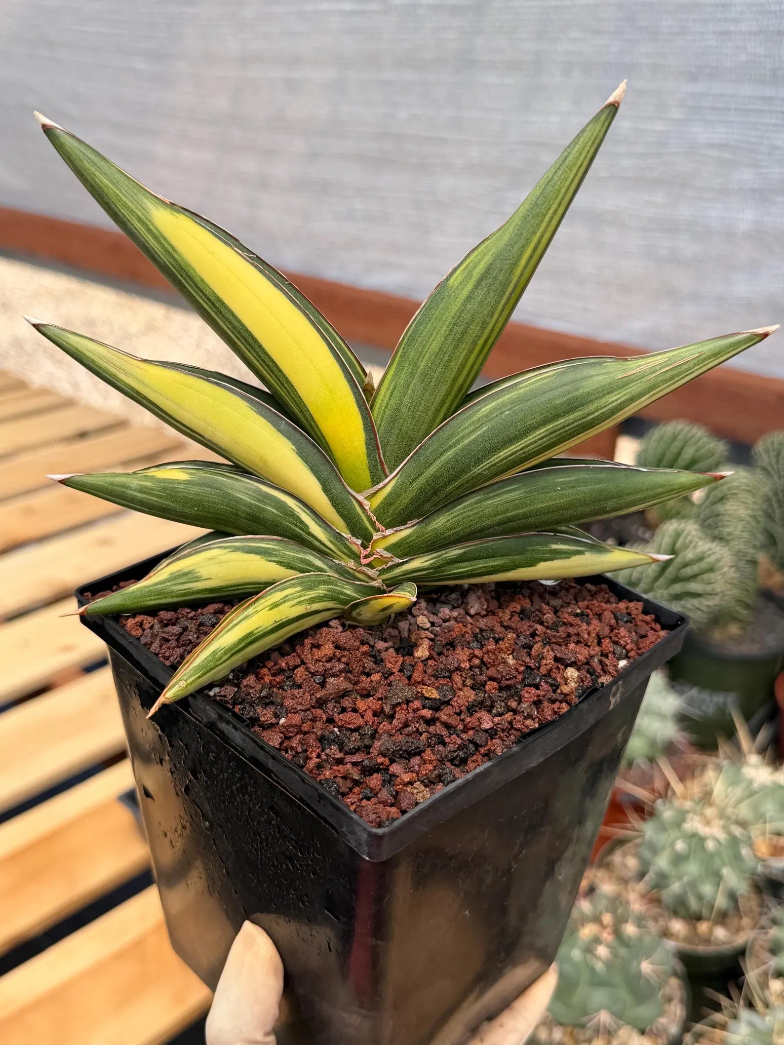 Variegated Sansevieria Sawaddee | Rare Easy-Care Live Houseplant