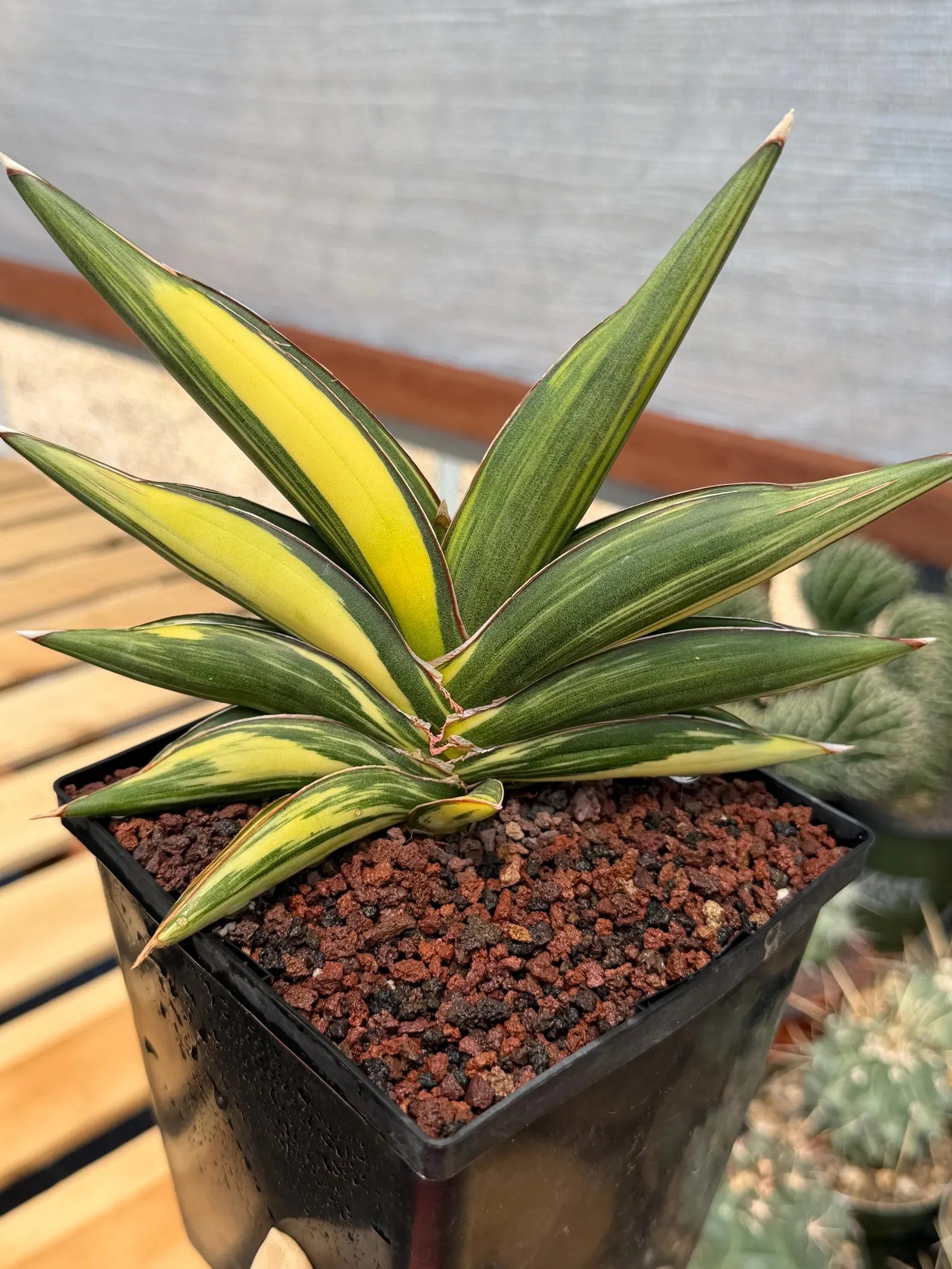 Variegated Sansevieria Sawaddee | Rare Easy-Care Live Houseplant