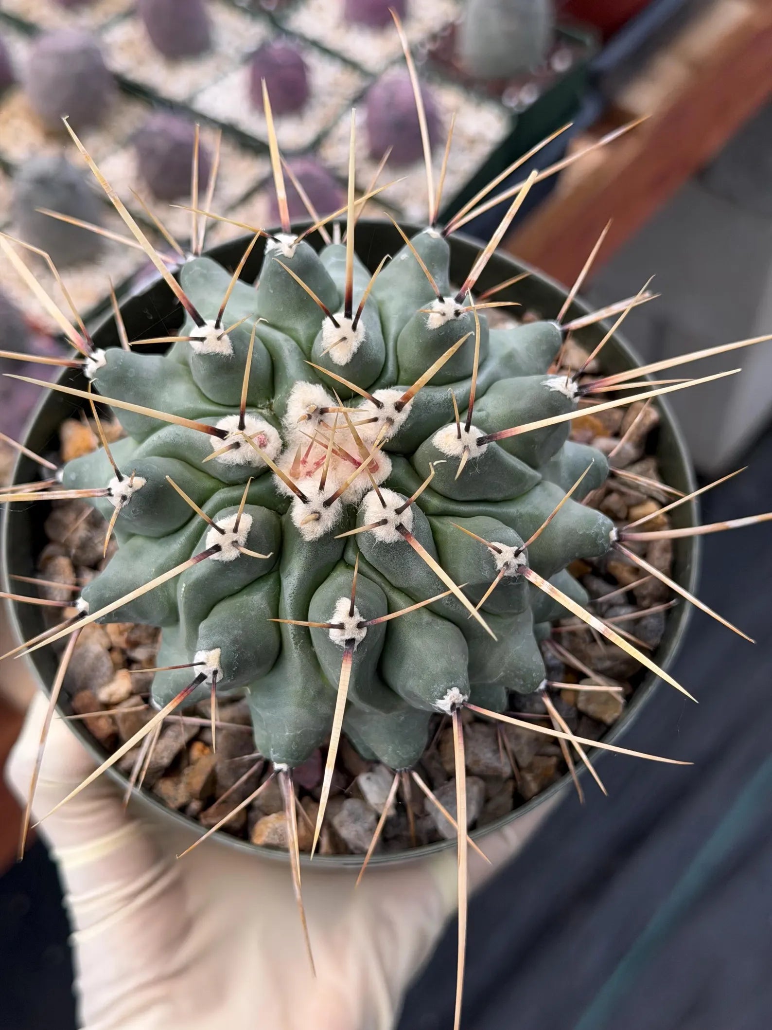 Thelocactus Rinconensis | Seed‑Grown Rare Cactus | Live Plant #58