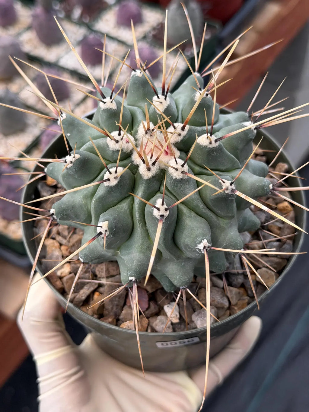 Thelocactus Rinconensis | Seed‑Grown Rare Cactus | Live Plant #58