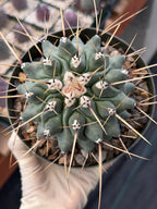 Thelocactus Rinconensis | Seed‑Grown Rare Cactus | Live Plant #58