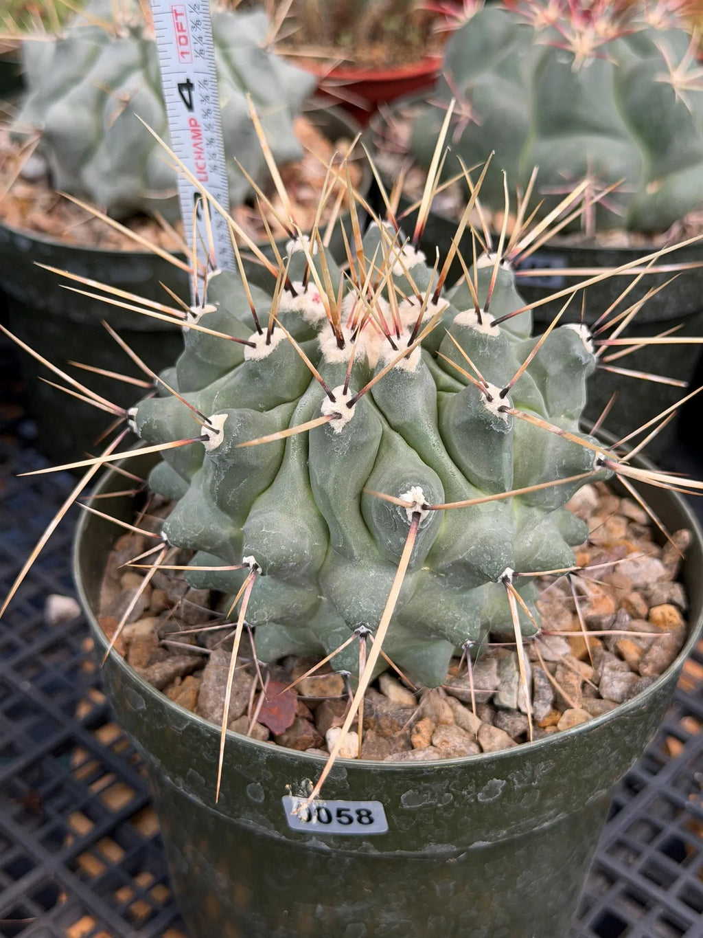 Thelocactus Rinconensis | Seed‑Grown Rare Cactus | Live Plant #58