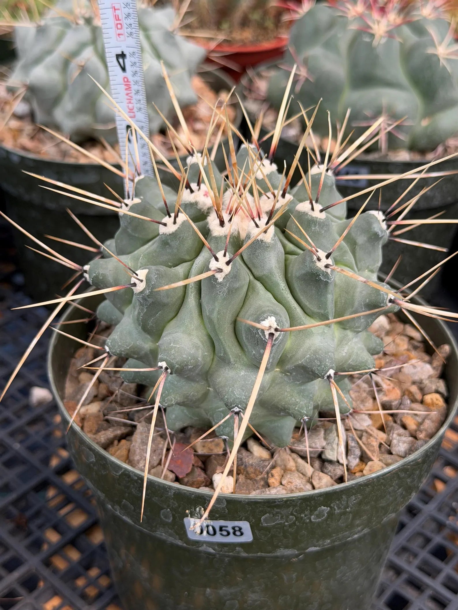 Thelocactus Rinconensis | Seed‑Grown Rare Cactus | Live Plant #58