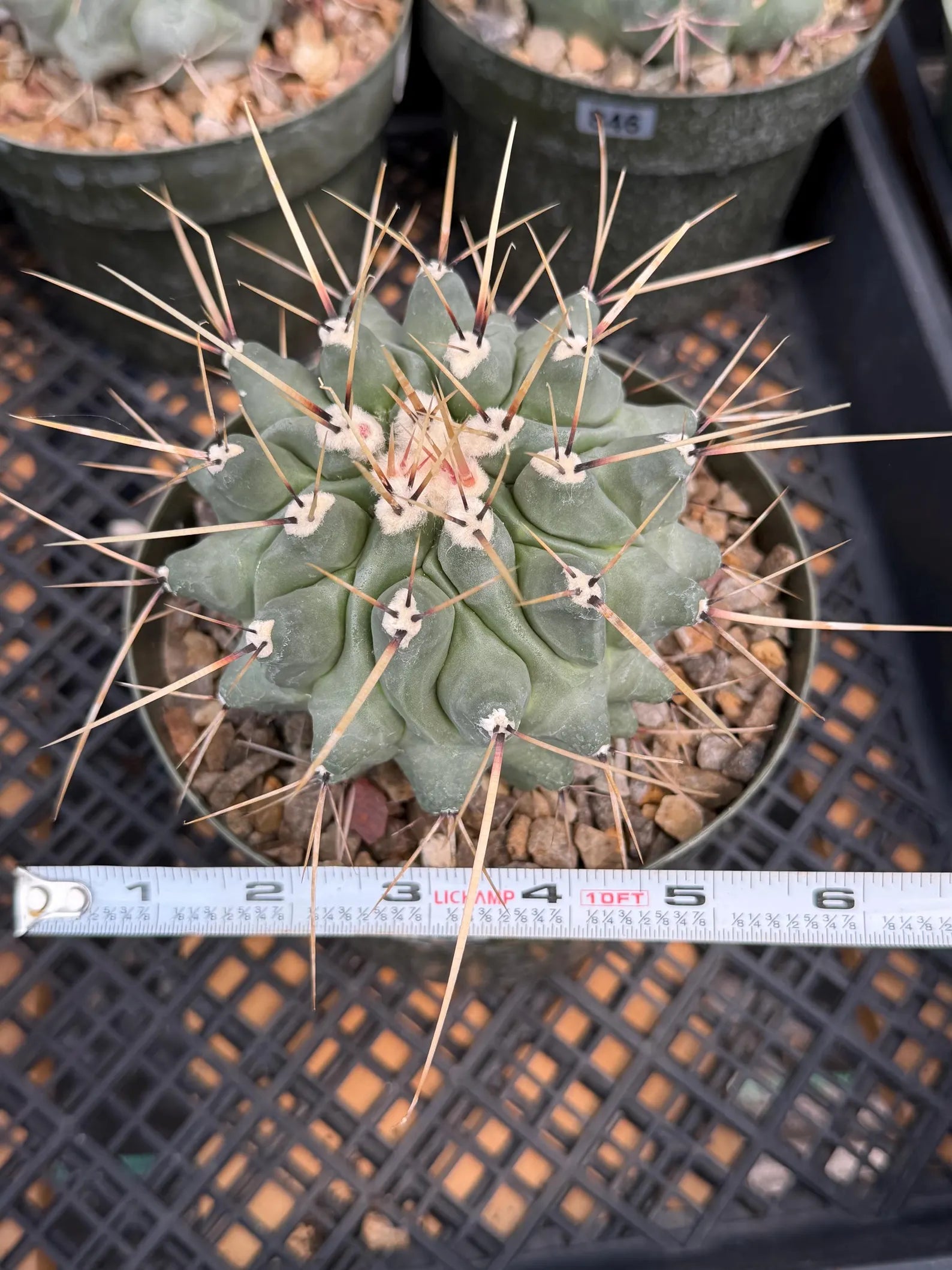 Thelocactus Rinconensis | Seed‑Grown Rare Cactus | Live Plant #58