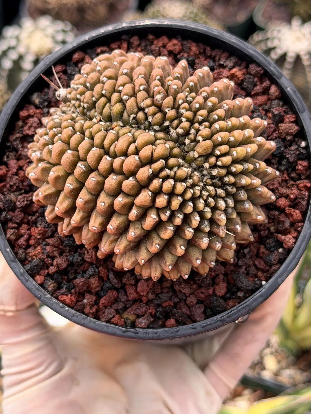 4" Crested Gymnocalycium Inermis | Seed Grown Rare Cactus | Live Plant #590