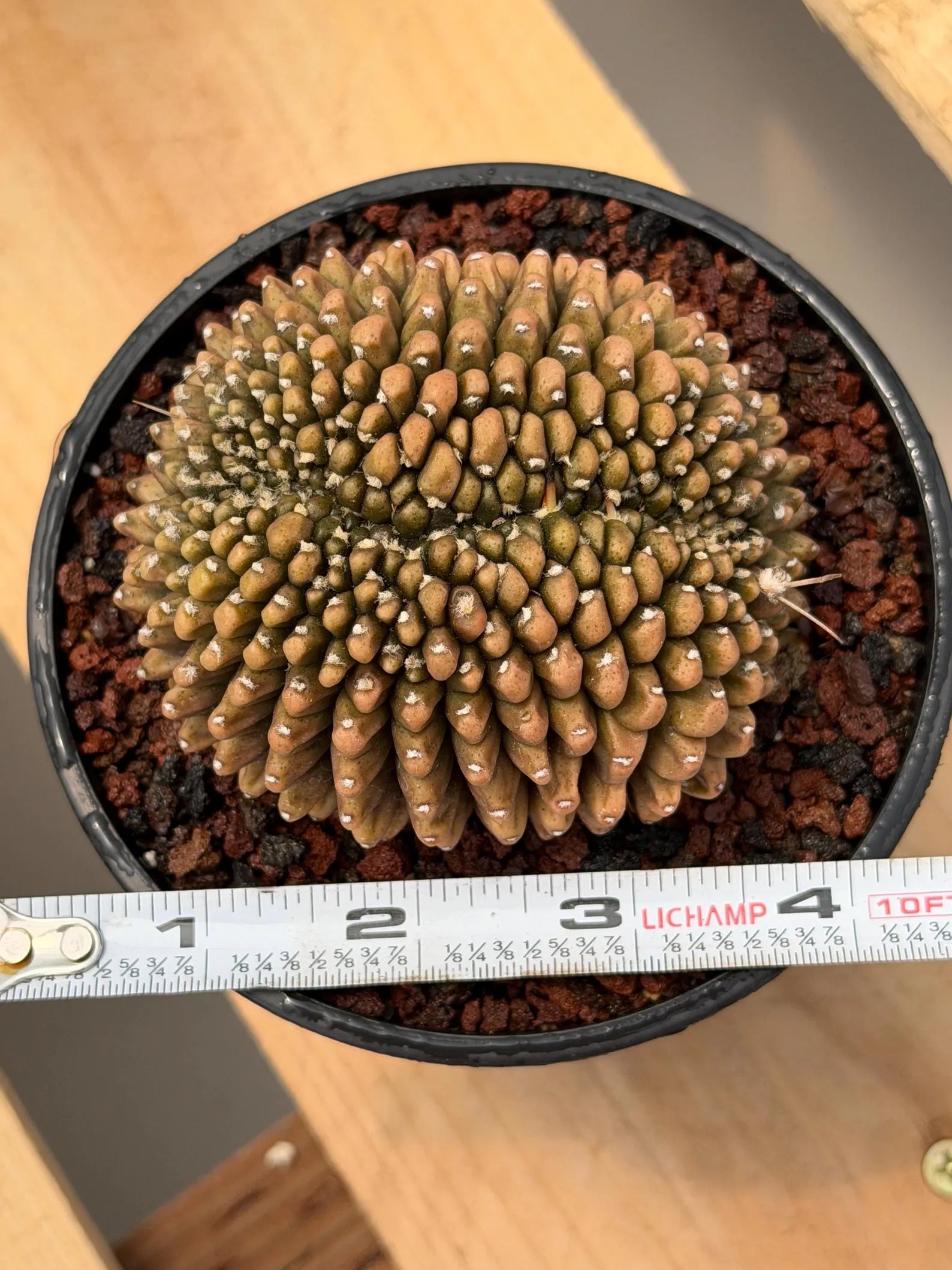 4" Crested Gymnocalycium Inermis | Seed Grown Rare Cactus | Live Plant #590