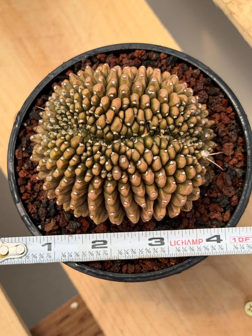 4" Crested Gymnocalycium Inermis | Seed Grown Rare Cactus | Live Plant #590