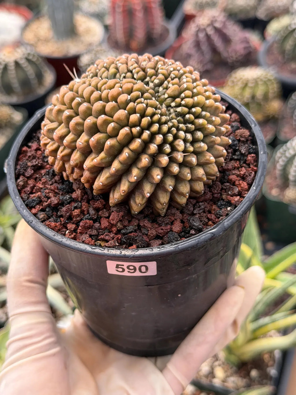 4" Crested Gymnocalycium Inermis | Seed Grown Rare Cactus | Live Plant #590