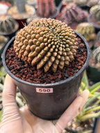 4" Crested Gymnocalycium Inermis | Seed Grown Rare Cactus | Live Plant #590