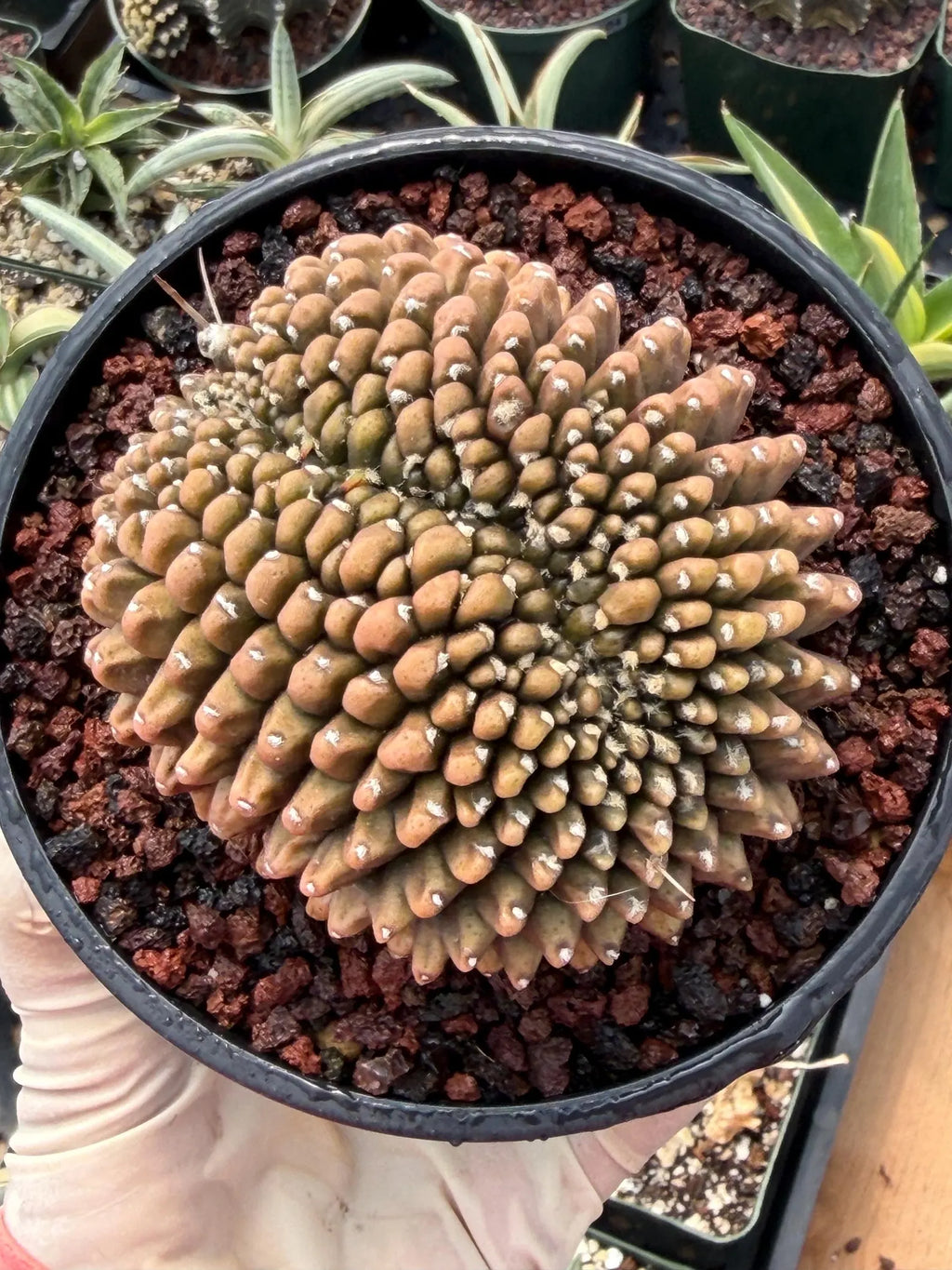 4" Crested Gymnocalycium Inermis | Seed Grown Rare Cactus | Live Plant #590