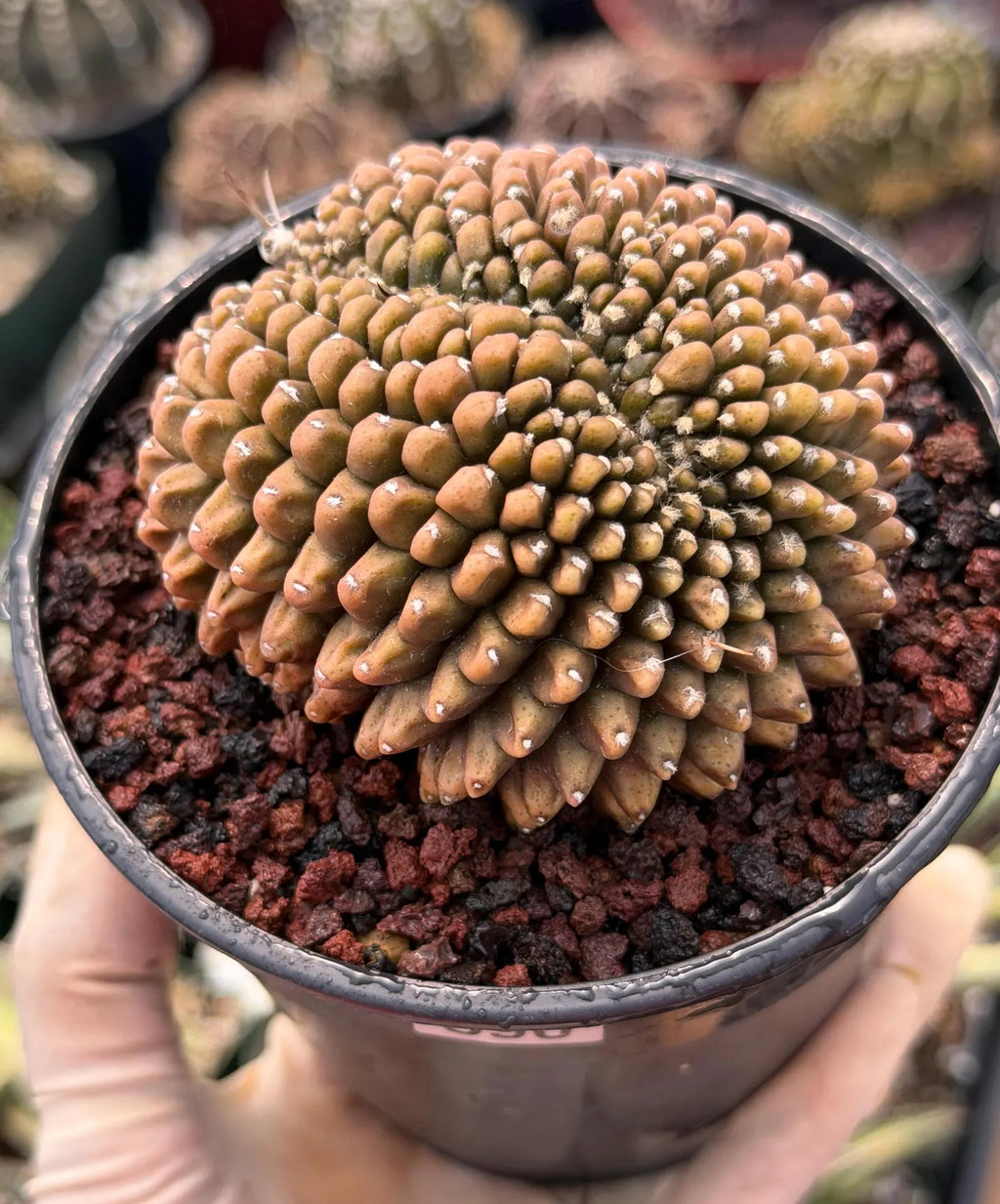 4" Crested Gymnocalycium Inermis | Seed Grown Rare Cactus | Live Plant #590