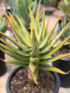 Seed Grown Aloe Dichotoma Tree Form | Live Aloe Plant #108