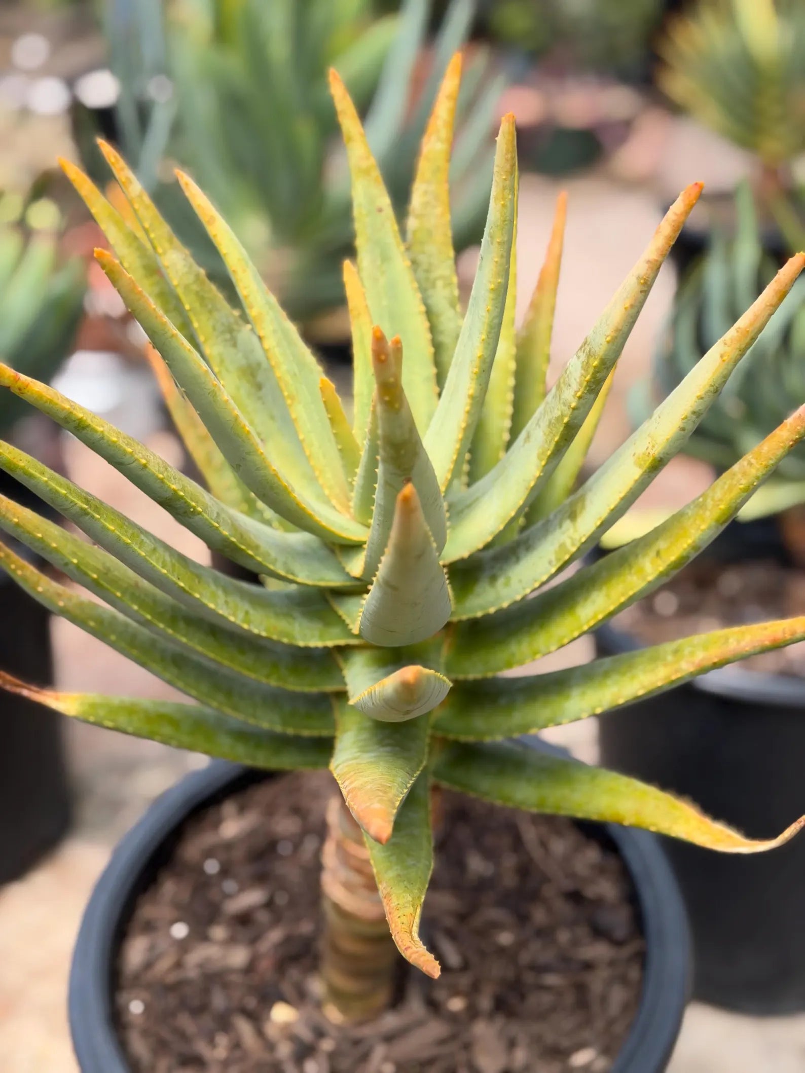 Seed Grown Aloe Dichotoma Tree Form | Live Aloe Plant #108