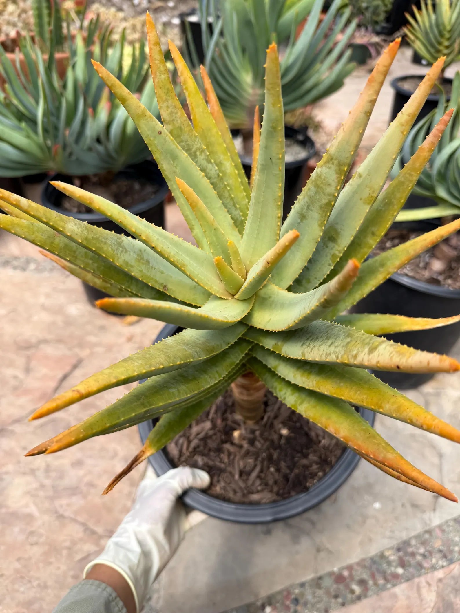 Seed-Grown Aloe Dichotoma Tree Form #108