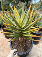 Seed-Grown Aloe Dichotoma Tree Form #108