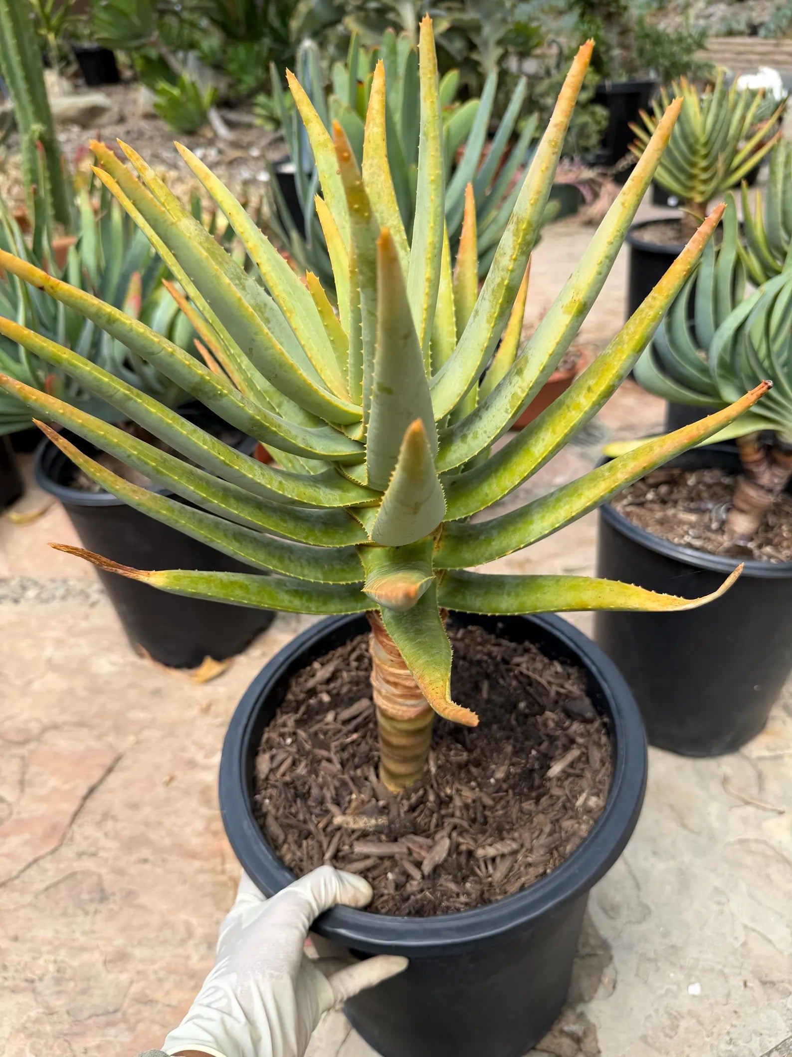 Seed Grown Aloe Dichotoma Tree Form | Live Aloe Plant #108