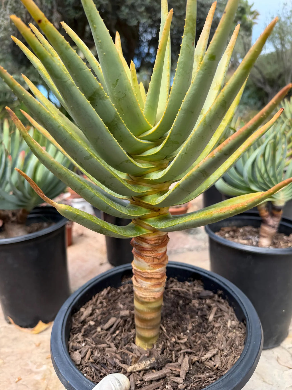 Seed-Grown Aloe Dichotoma Tree Form #108