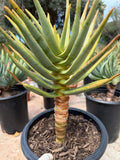 Seed Grown Aloe Dichotoma Tree Form | Live Aloe Plant #108