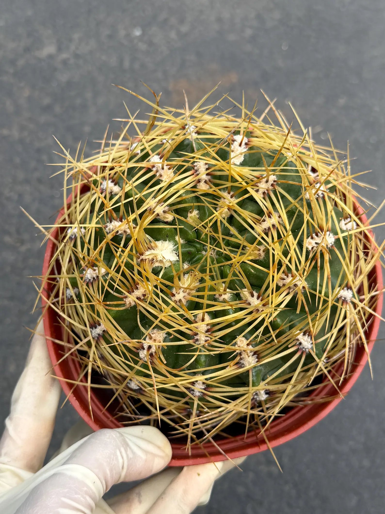 6" Gymnocalycium Multiflorum | Rare Live Cactus | Basket Spine Collector Plant | Large Gymnocalycium | Live Plant