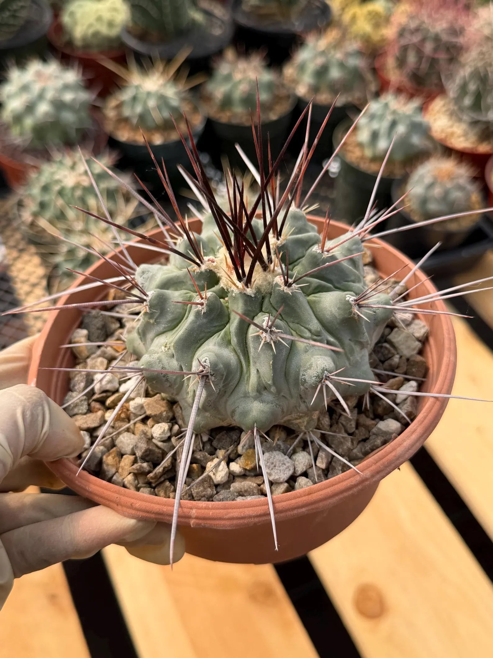 Thelocactus Rinconensis | Rare Seed‑Grown Cactus | Live Plant