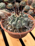 Thelocactus Rinconensis | Rare Seed‑Grown Cactus | Live Plant